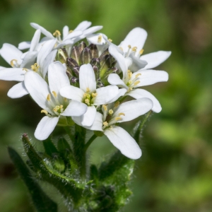 Photographie n°94276 du taxon Arabis hirsuta (L.) Scop.