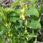  Jean-Jacques Houdré - Aristolochia clematitis L.