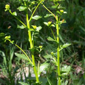 Photographie n°94295 du taxon Barbarea vulgaris R.Br. [1812]