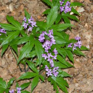 Photographie n°94299 du taxon Cardamine pentaphyllos (L.) Crantz