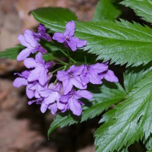 Photographie n°94303 du taxon Cardamine pentaphyllos (L.) Crantz