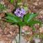  Jean-Jacques Houdré - Cardamine pentaphyllos (L.) Crantz