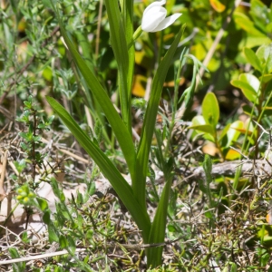 Photographie n°94311 du taxon Cephalanthera longifolia (L.) Fritsch