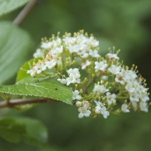 Photographie n°94314 du taxon Viburnum lantana L. [1753]