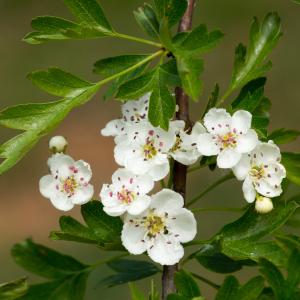 Photographie n°94321 du taxon Crataegus monogyna Jacq. [1775]