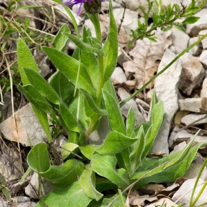 Photographie n°94331 du taxon Cyanus montanus (L.) Hill [1768]