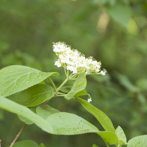 Photographie n°94336 du taxon Viburnum lantana L. [1753]