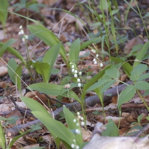 Photographie n°94346 du taxon Convallaria majalis L. [1753]