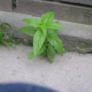 Photographie n°94355 du taxon Epilobium L. [1753]