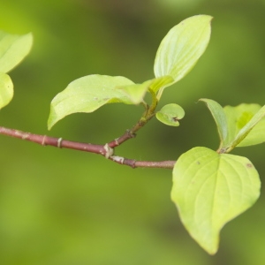 Photographie n°94360 du taxon Cornus sanguinea L. [1753]