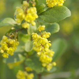 Photographie n°94363 du taxon Berberis vulgaris L. [1753]