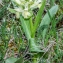  Jean-Jacques Houdré - Dactylorhiza sambucina (L.) Soó [1962]