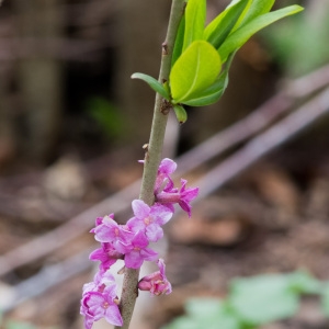 Photographie n°94378 du taxon Daphne mezereum L.