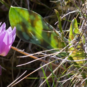 Photographie n°94380 du taxon Erythronium dens-canis L.