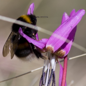 Photographie n°94384 du taxon Erythronium dens-canis L.