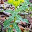 Jean-Jacques Houdré - Euphorbia hyberna L.