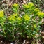  Jean-Jacques Houdré - Euphorbia hyberna L.