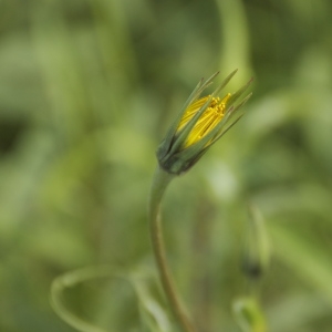 Photographie n°94394 du taxon Tragopogon pratensis L. [1753]