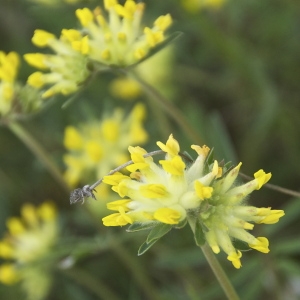 Photographie n°94395 du taxon Anthyllis vulneraria L. [1753]