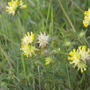 Photographie n°94396 du taxon Anthyllis vulneraria L. [1753]