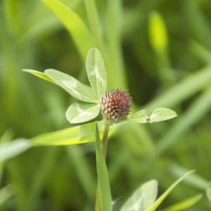 Photographie n°94399 du taxon Trifolium pratense L. [1753]