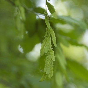 Photographie n°94409 du taxon Carpinus betulus L. [1753]