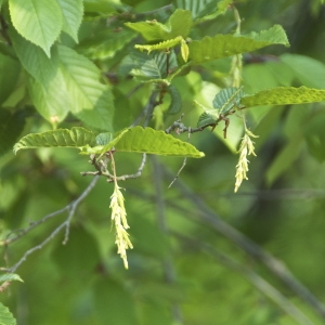 Photographie n°94411 du taxon Carpinus betulus L. [1753]