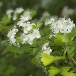 Photographie n°94414 du taxon Crataegus monogyna Jacq. [1775]