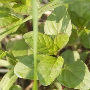 Photographie n°94420 du taxon Mentha pulegium L. [1753]