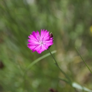 Photographie n°94444 du taxon Dianthus carthusianorum L. [1753]