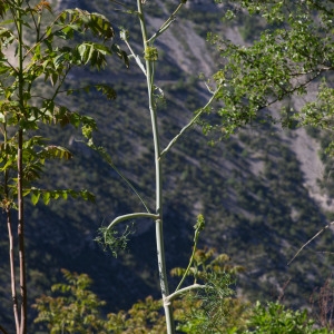  - Ferula glauca L.