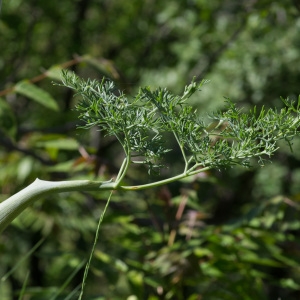  - Ferula glauca L.