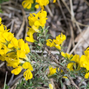 Photographie n°94462 du taxon Genista pilosa L. [1753]