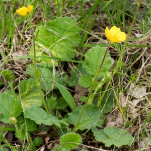 Photographie n°94467 du taxon Geum sylvaticum Pourr. [1788]