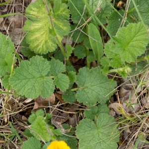 Photographie n°94468 du taxon Geum sylvaticum Pourr. [1788]