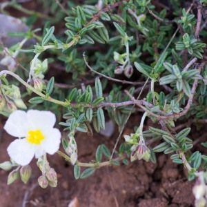 Photographie n°94471 du taxon Helianthemum apenninum (L.) Mill. [1768]