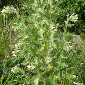 Photographie n°94482 du taxon Hyoscyamus niger L.