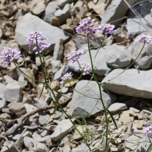 Photographie n°94484 du taxon Iberis linifolia L. [1759]