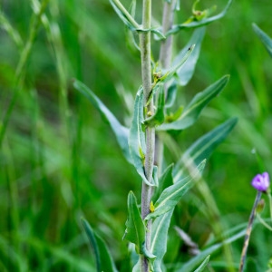 Photographie n°94489 du taxon Isatis tinctoria L.