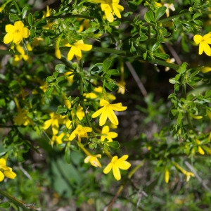 Photographie n°94493 du taxon Jasminum fruticans L.