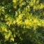  Jean-Jacques Houdré - Laburnum anagyroides Medik.