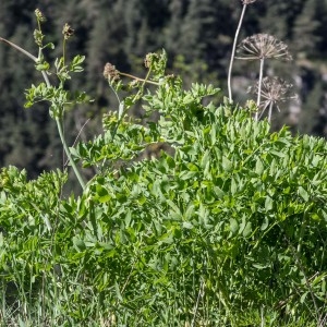 Photographie n°94501 du taxon Laserpitium siler L. [1753]