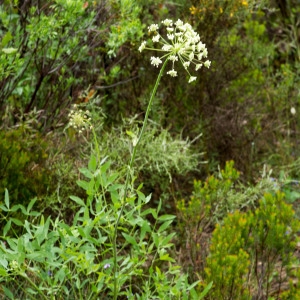 Photographie n°94502 du taxon Laserpitium siler L. [1753]