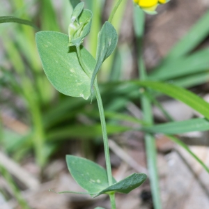 Photographie n°94507 du taxon Lathyrus aphaca L.