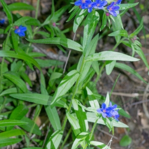 Photographie n°94522 du taxon Lithospermum purpurocaeruleum L. [1753]