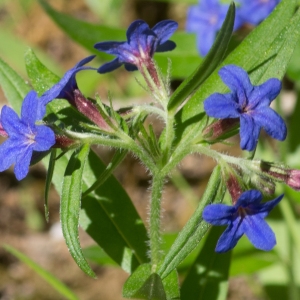 Photographie n°94524 du taxon Lithospermum purpurocaeruleum L. [1753]