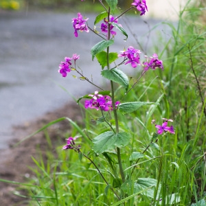 Photographie n°94525 du taxon Lunaria annua L.