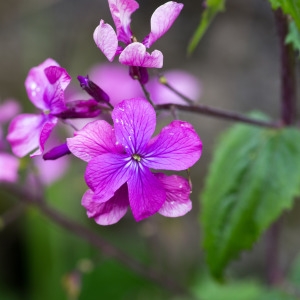 Photographie n°94526 du taxon Lunaria annua L.