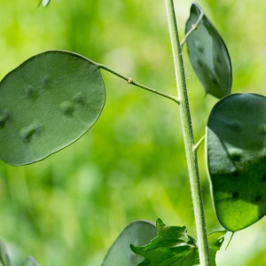 Photographie n°94528 du taxon Lunaria annua L.