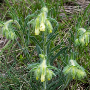 Photographie n°94536 du taxon Onosma fastigiata subsp. fastigiata